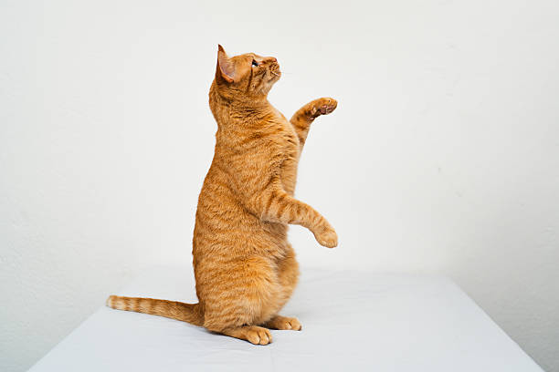 Portrait of “Quimby,” a 9 month old, male, orange and white tabby, Domestic Shorthair cat. By using this photo, you are supporting the Amanda Foundation, a nonprofit organization that is dedicated to helping homeless animals find permanent loving homes.