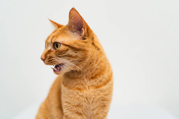 istock Studio Portraits of Cats 2249482278