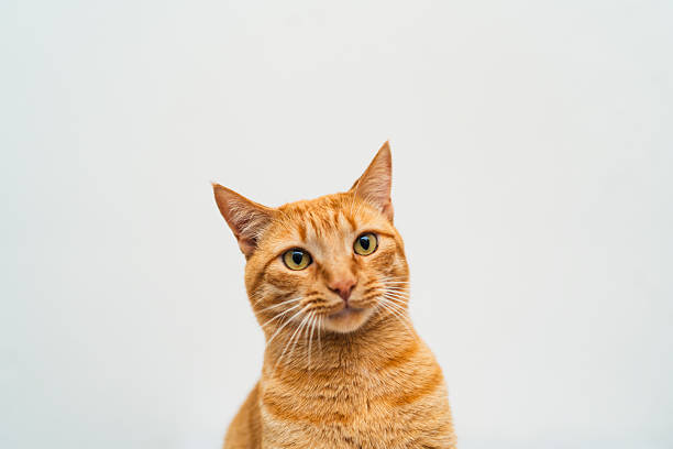 Studio Portraits of Cats