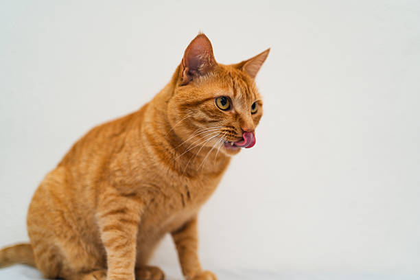 Studio Portraits of Cats