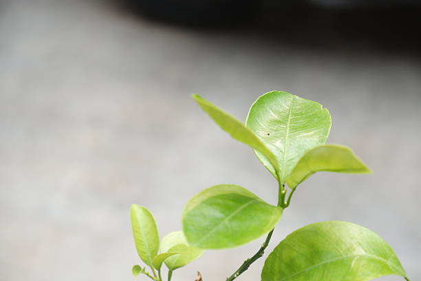 istock Beauty in small leaves 2249482537