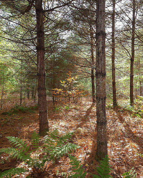 A quiet autumn forest scene with sunlight filtering through tall pine trees. Ferns and fallen leaves cover the forest floor, creating a peaceful natural landscape.