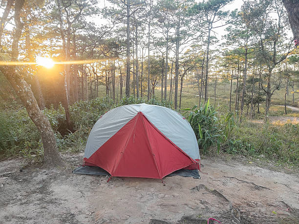 istock camping in the summer forest by pine trees at sunset 2249483893