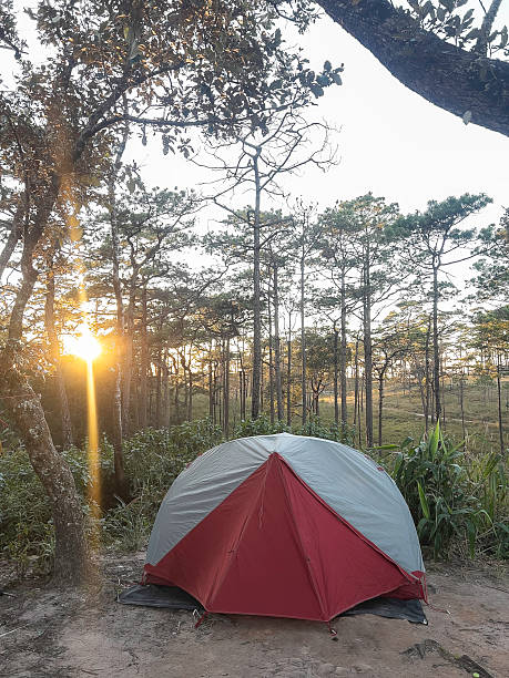 istock camping in the summer forest by pine trees at sunset 2249483894