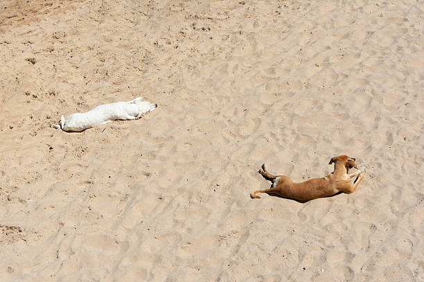 Photograph of two dogs with white and light brown fur lying on the sand in the sunlight, their bodies relaxed, enjoying the moment.