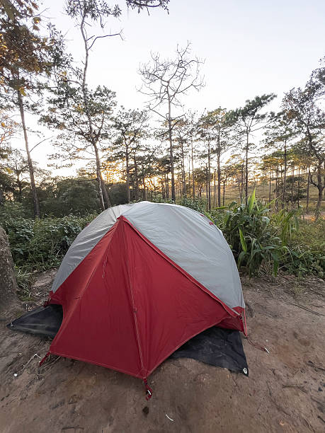 istock camping in the summer forest by pine trees at sunset 2249484880