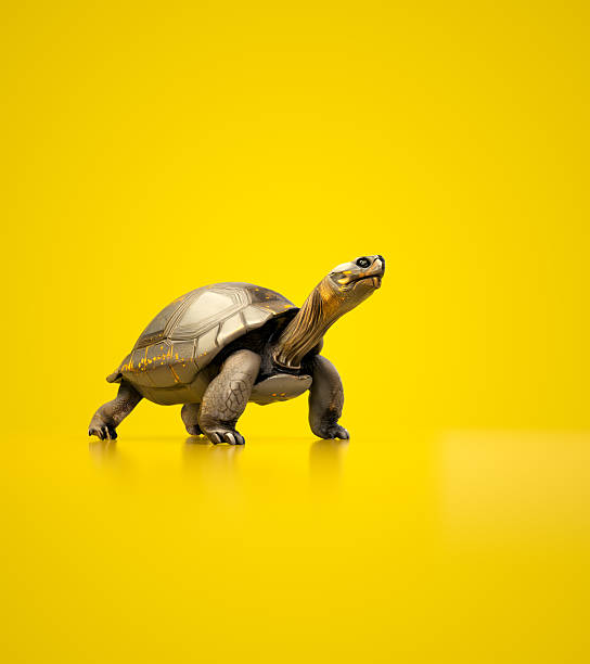 istock Golden turtle walking on bright yellow surface under indoor lighting 2249486377