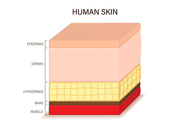 istock Human skin anatomy. Skin layers structure vector.  Epidermis, Dermis, Hypodermis, SMAS and Muscle. 2249486554