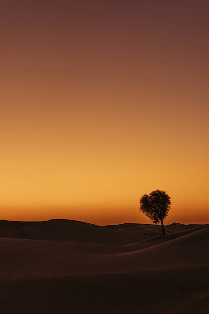 A lone tree rises from wind-sculpted sand dunes under a warm orange sunset. The scene conveys solitude, resilience, and vast quiet. The gradient sky shifts from purple to amber, highlighting the tree's silhouette and the soft curves of the desert ridges.