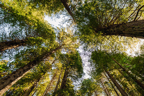 istock Trees of mystery - California 2249487454