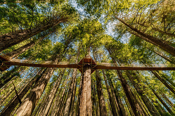 big trees on north California, hiking, adventure, forest vibes
