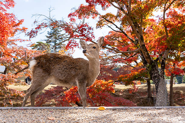 istock Sika Deer Standing Against Vibrant Autumn Maple Foliage 2249488970