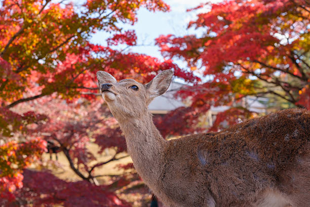 istock Sika Deer Portrait Looking Up Against Vivid Red Maple Foliage 2249488990