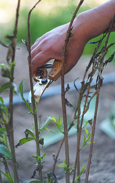 istock A man cuts flower stems with scissors in his hand 2249490017