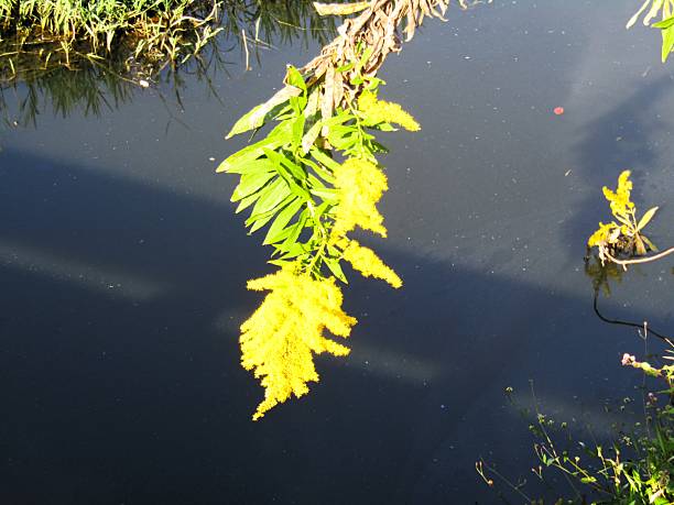 Yellow autumn blossom over the water.