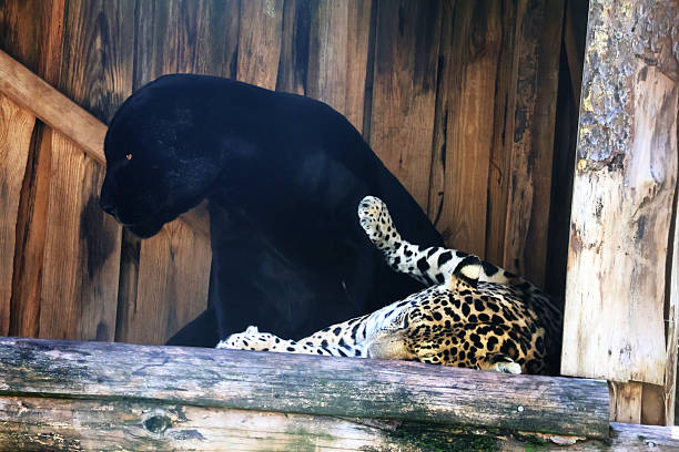 Black Jaguar, Artistic Photo Processing