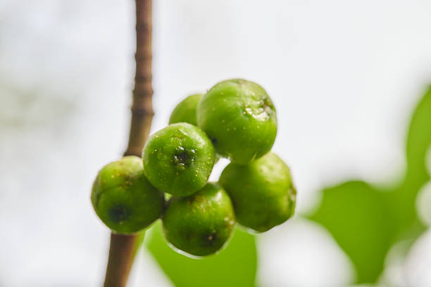 Close-up view of wet Fig fruit growing on branch