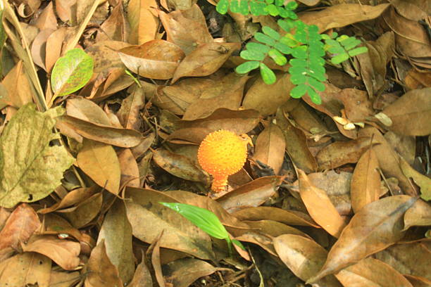 A close up view of a solitary small yellow mushroom sprouting from a bed of brown decaying leaves on the forest floor, with green foliage in the background.