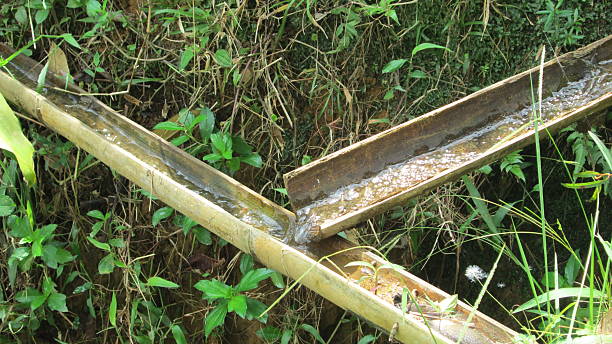A close-up of a bamboo aqueduct, showcasing a traditional and sustainable water system amidst vibrant green foliage, highlighting natures ingenuity.