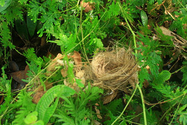 A young bird chirping hungry from tree nest