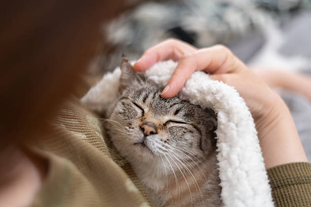 istock Owner petting his cute pet Siamese tabby cat 2249493612