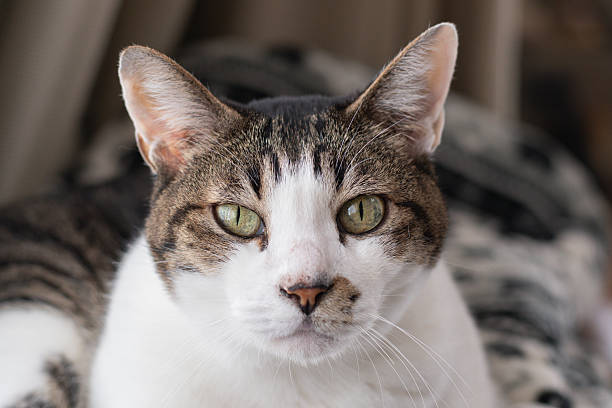istock Cute cat relaxing by the window 2249493681