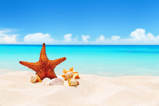 istock Seashells and starfish on white sandy beach with turquoise water background. Summer beach with strafish and shells 2249494505