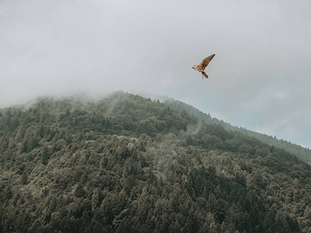 istock Raptor in Flight Across Alpine Dolomiti Landscape 2249494801