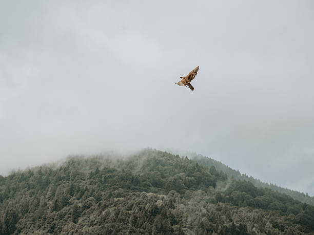 istock Majestic Falcon Flying Over Trento's Mountain Peaks 2249494811