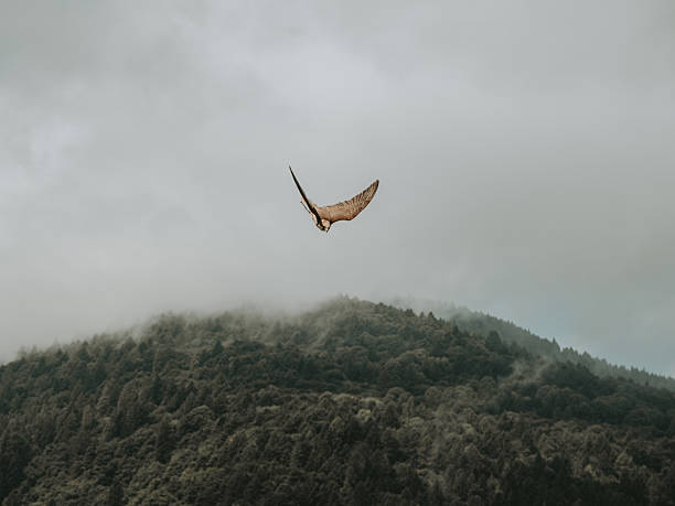istock Alpine Falcon Gliding Above the Dolomiti Alps 2249494812