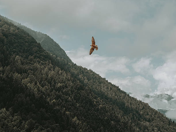 istock Falcon Flying Above Alpine Peaks in the Dolomites 2249494813