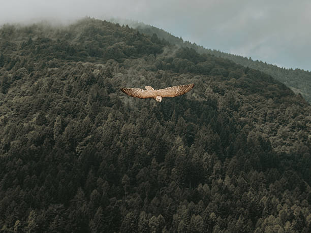 istock Falcon in Mid-Air Across Dolomite Valleys, Italy 2249494814