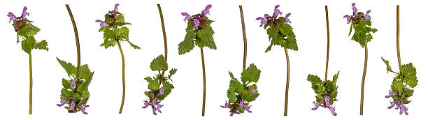 istock Collection of Purple Deadnettle (Lamium purpureum) isolated 2249495141