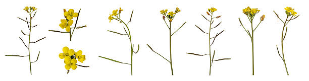 istock Collection of  Rapeseed Flowers isolated 2249495150