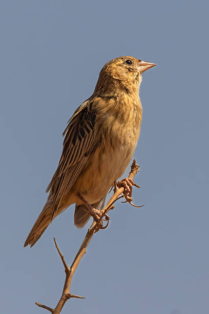 istock Female Long-tailed Widowbird (Langstertflap) in Rietvlei Nature Reserve 2249495903