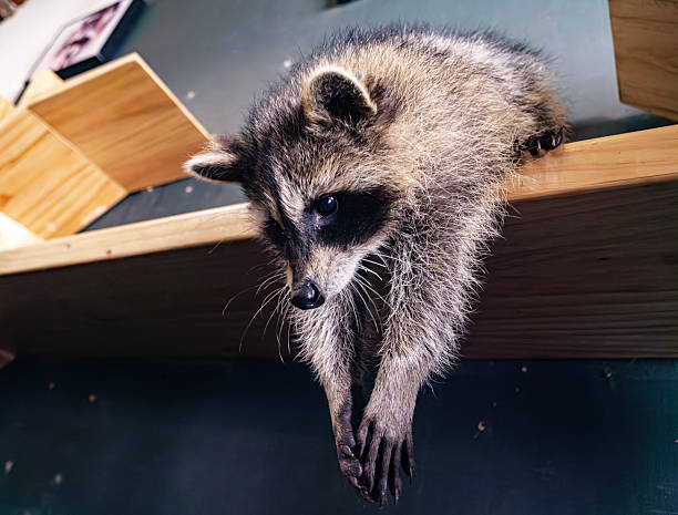 istock A young raccoon stretches its paws while resting on a wooden shelve indoors 2249496018