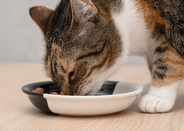 istock A cat eagerly eats wet food from a ceramic bowl, close-up 2249499140