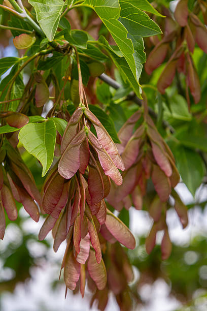 istock Box elder tree displaying vibrant samaras and lush pinnate leaves in a sunny outdoor setting during late spring 2249499286