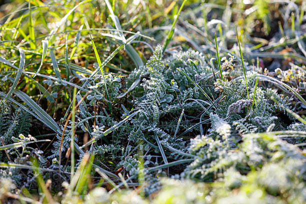 istock A field of grass covered in frost 2249499409