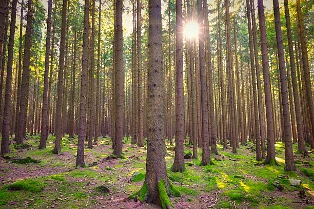 Beautiful landscape with forest and sun. Green nature, concept for environment