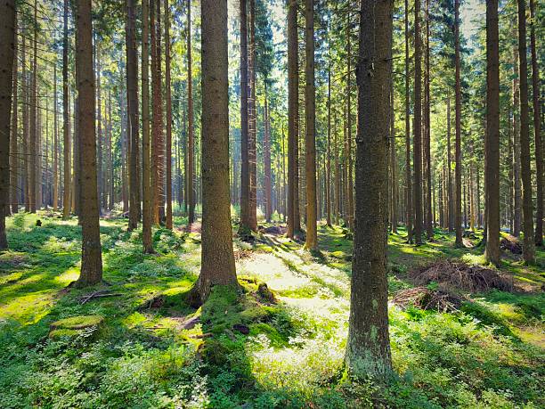 istock Beautiful landscape with forest and sun. Green nature, concept for environment. 2249500814