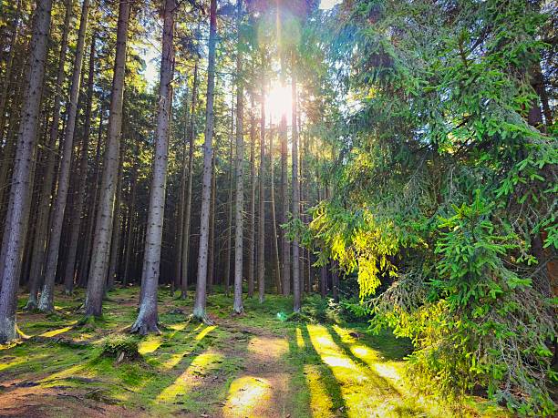 istock Beautiful landscape with forest and sun. Green nature, concept for environment. 2249500825