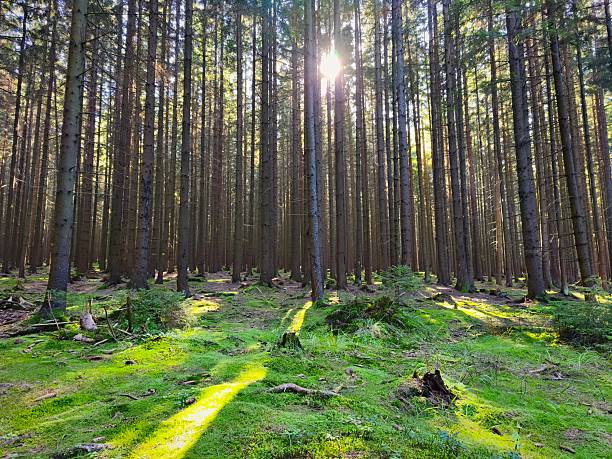 Beautiful landscape with forest and sun. Green nature, concept for environment