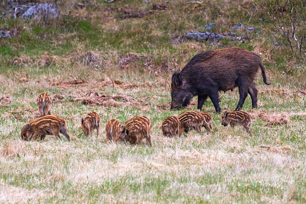 istock Eating wild boar on a grass meadow 2249500961