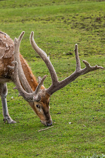 istock Pere David Deer Grazing Portrait 2249501822