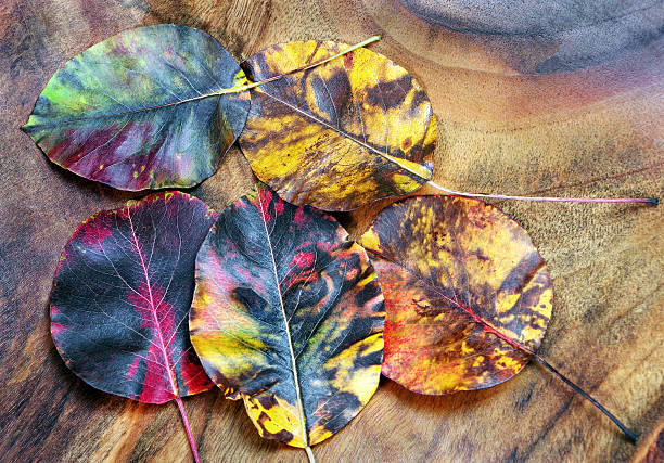 istock autumn leaves on wooden table. top view. walnut wood texture background 2249504063