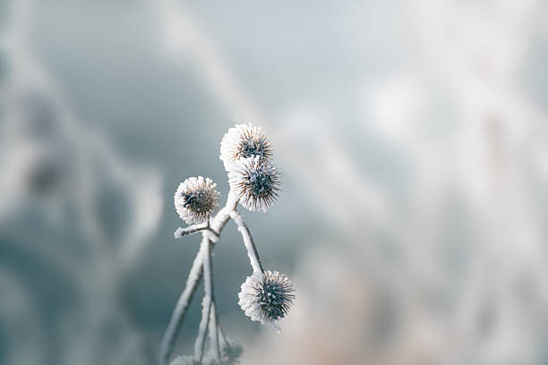 istock Frost-covered plants in winter forest at foggy sunrise. Macro image 2249504305