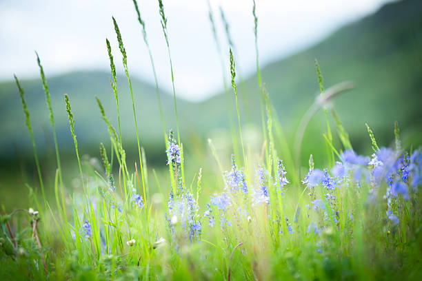 Green grass with wild blue flowers in the mountains at sunset. Beautiful summer landscape. Selective focus