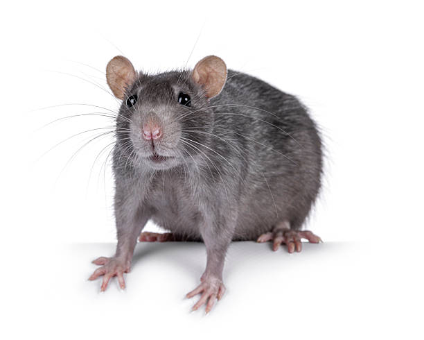 istock Blue adult rat on white background 2249506764