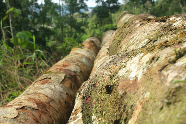 A detailed close up shot of two large fallen logs with peeling, moss covered bark. The background shows a dense, out of focus green forest, highlighting themes of nature and logging.